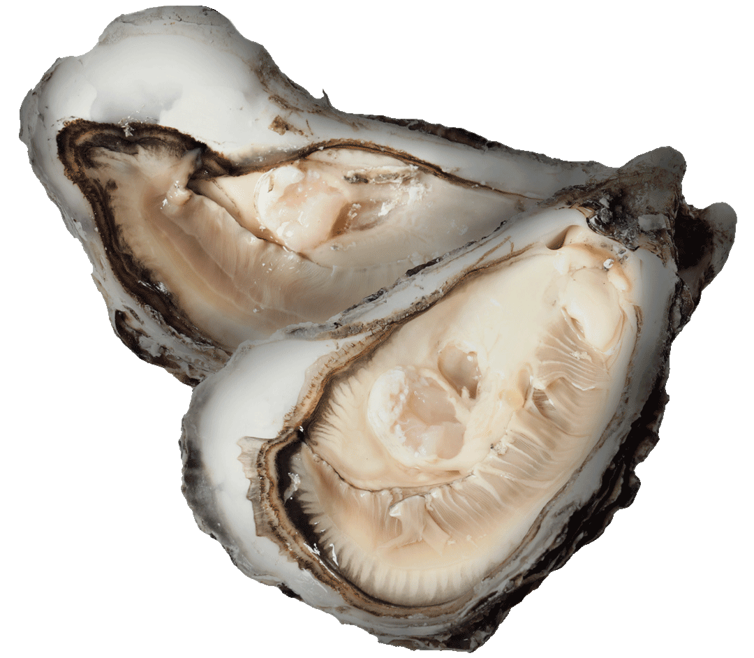 fresh-oyster-copia