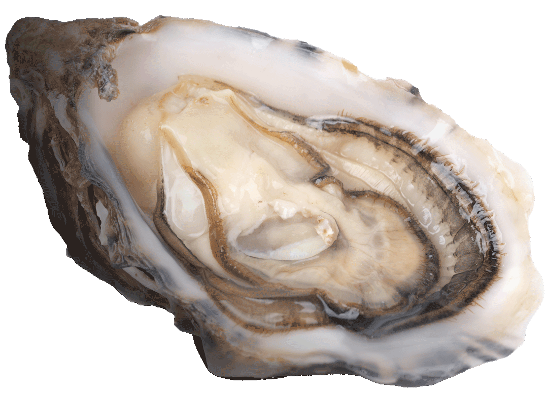 fresh-oyster
